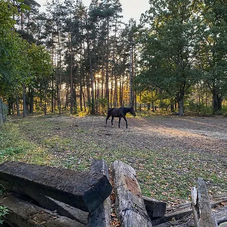 Arche Siedlisko Pilka